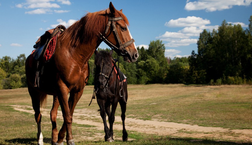 aaa